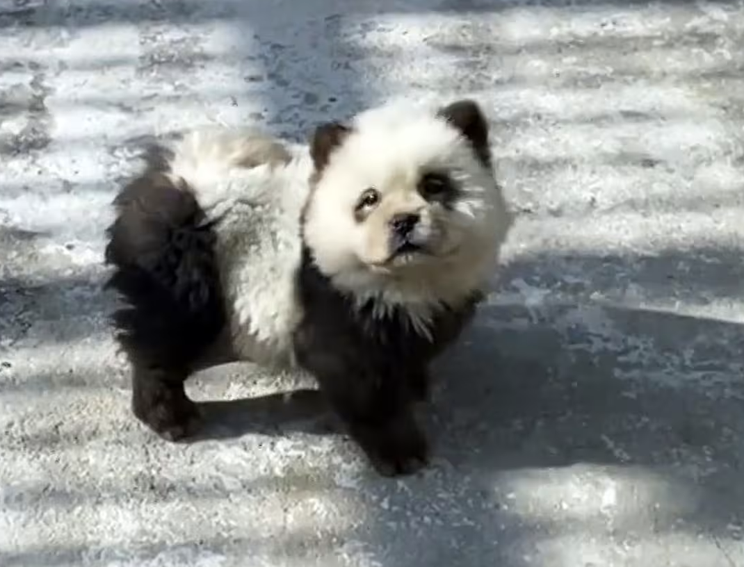 Panda-monium at the Zoo: Dog Dyed to Resemble Panda Cubs Spark Outrage 